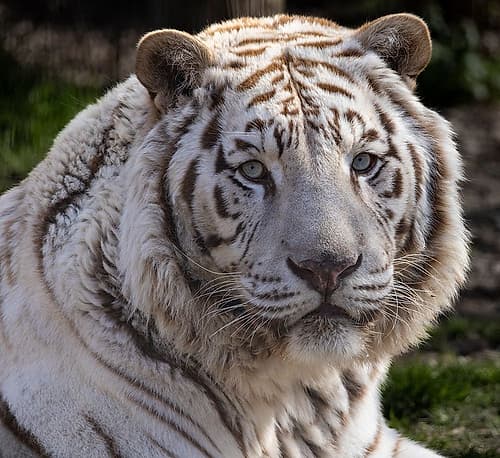 USA, Indiana, Center Point. Close-up of white tiger. Animals Print